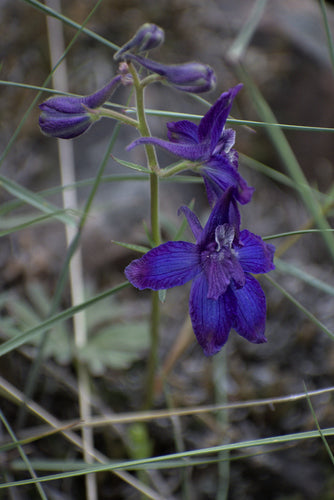 Delphiniums — photo 4 sur 10