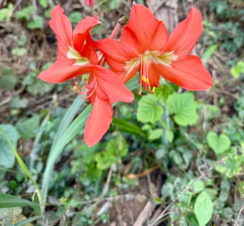 Chevalierétoile — photo 4 sur 10