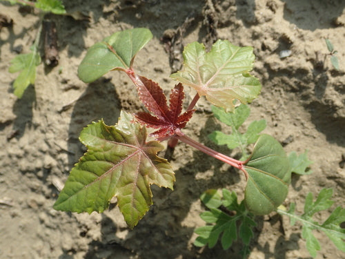 Ricin — Bild 2