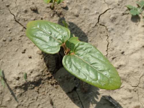 Ricin — Bild 3