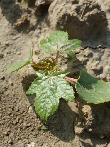 Ricin — Bild 1