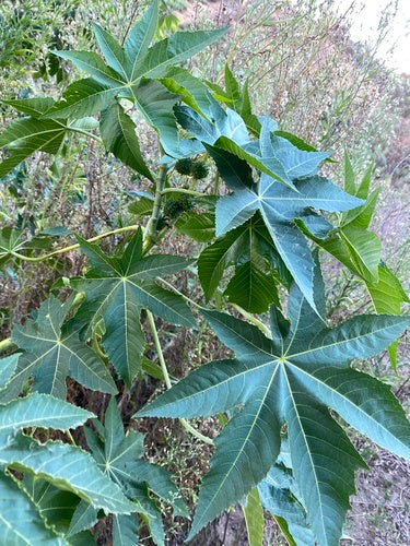 Ricin — Bild 4