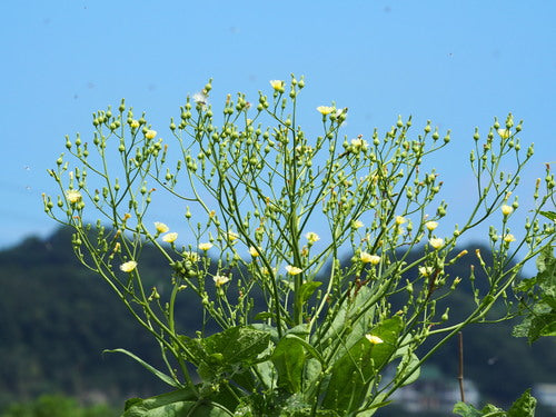 Laitue romaine — Bild 2
