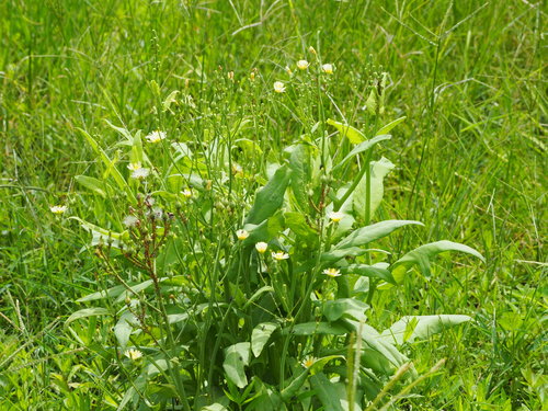 Laitue romaine — Bild 3