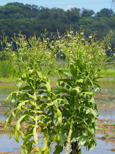 Laitue romaine — Bild 4