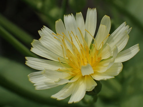 Laitue romaine — Bild 5