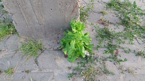 Laitue romaine — photo 4 sur 8