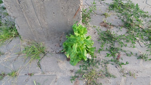Laitue romaine — photo 5 sur 8