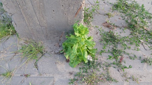Laitue romaine — photo 3 sur 8