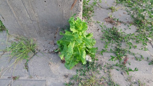 Laitue romaine — photo 1 sur 8