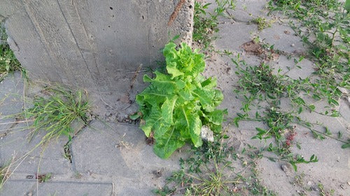 Laitue romaine — photo 2 sur 8