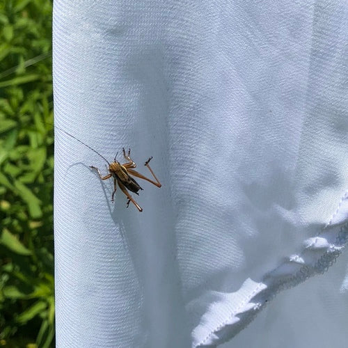 L'insecte piqueur de Roesel — Bild 2