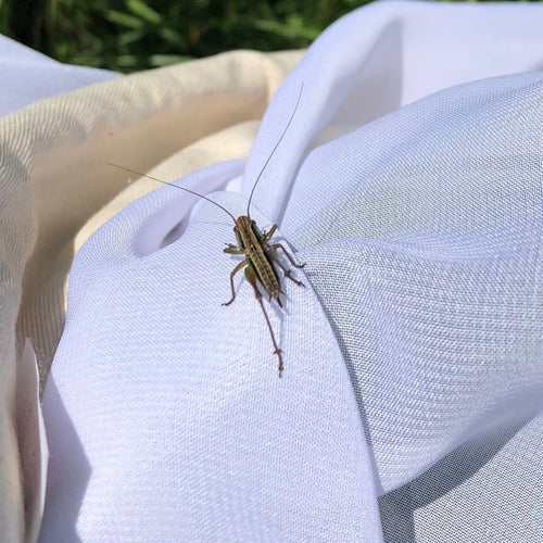 L'insecte piqueur de Roesel — Bild 3