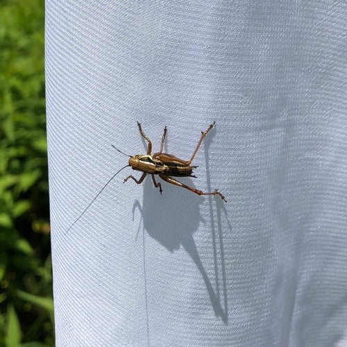 L'insecte piqueur de Roesel — Bild 4