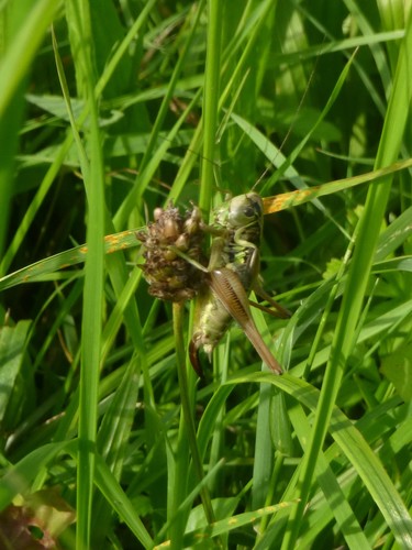 L'insecte piqueur de Roesel — Bild 1