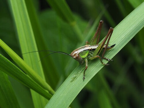 L'insecte piqueur de Roesel — Bild 5