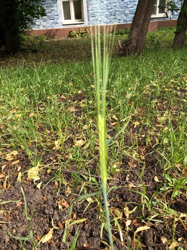seigle — photo 2 sur 8