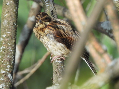 Bruant des roseaux — Bild 1