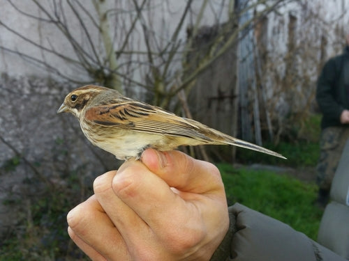Bruant des roseaux — Bild 5