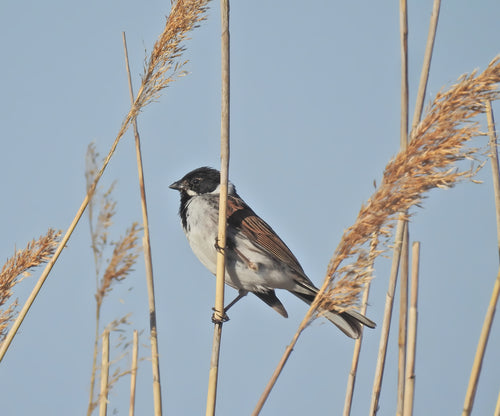 Bruant des roseaux — Bild 2