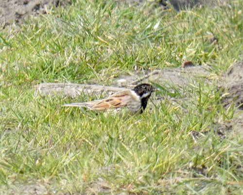 Bruant des roseaux — photo 3 sur 8