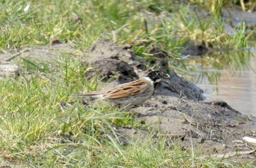 Bruant des roseaux — photo 2 sur 8