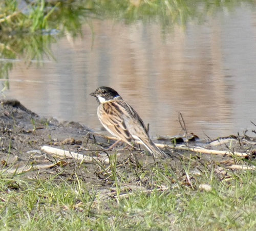 Bruant des roseaux — photo 1 sur 8