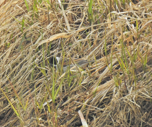 Bruant des roseaux — Bild 3