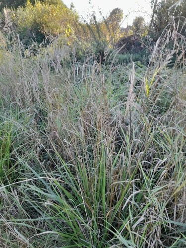 Fétuque élevée — Bild 1