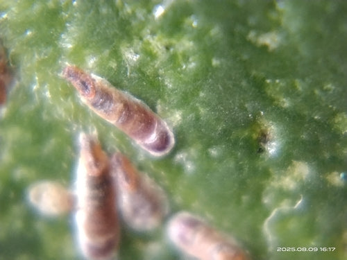 Cochenille rose — Bild 3