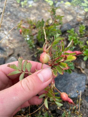 Roses — Bild 2