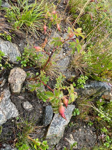 Roses — Bild 3