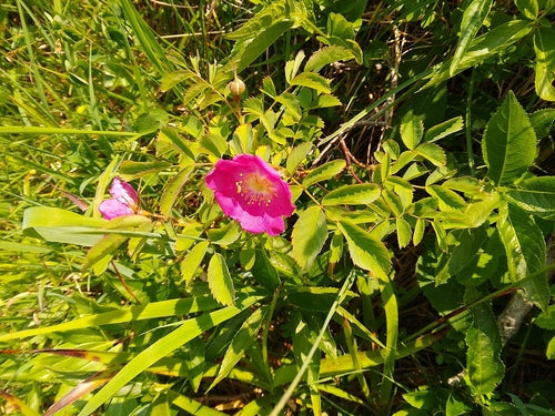 Roses — Bild 5