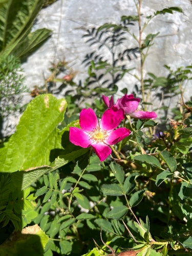 Roses — photo 2 sur 9