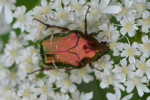 Rosenkäfer - Bild 1