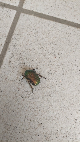 Rosenkäfer - Bild 6