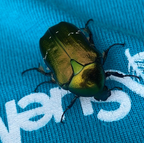 Rosenkäfer - Bild 2