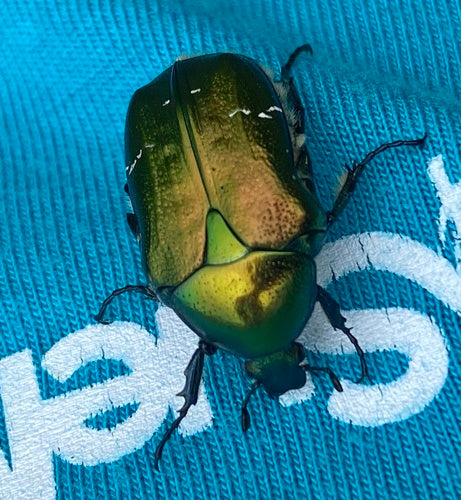 Rosenkäfer - Bild 3