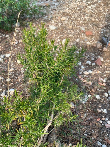 romarin — Bild 3