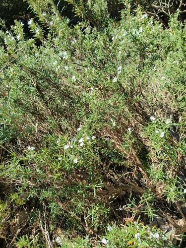 romarin — Bild 4