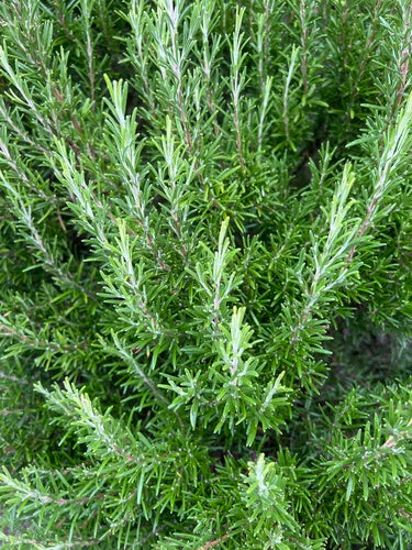 romarin — Bild 2