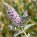 Blüte von Ross-Minze (Mentha longifolia) in Nahaufnahme (KI-generiert)
