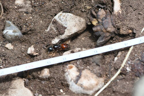 Combattre les fourmis charpentières — Bild 1