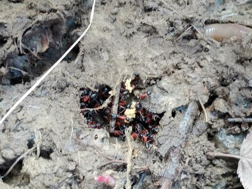 Combattre les fourmis charpentières — Bild 5