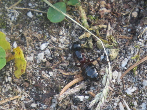 Combattre les fourmis charpentières — Bild 4