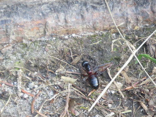 Combattre les fourmis charpentières — Bild 2