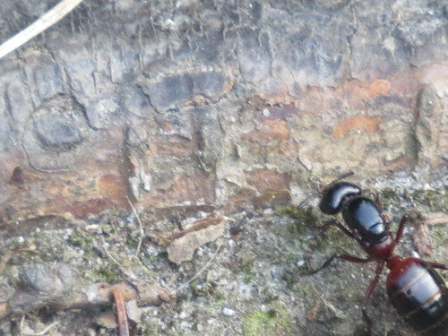 Combattre les fourmis charpentières — Bild 3
