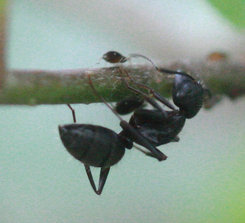fourmi charpentière — Bild 5