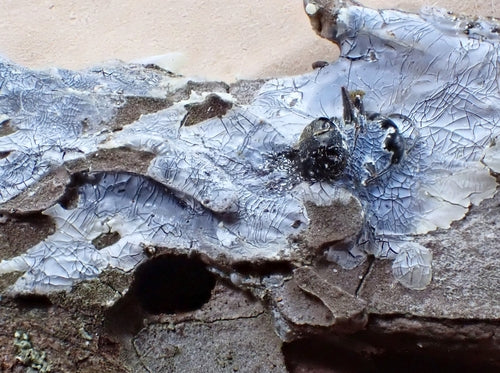 fourmi charpentière — Bild 2