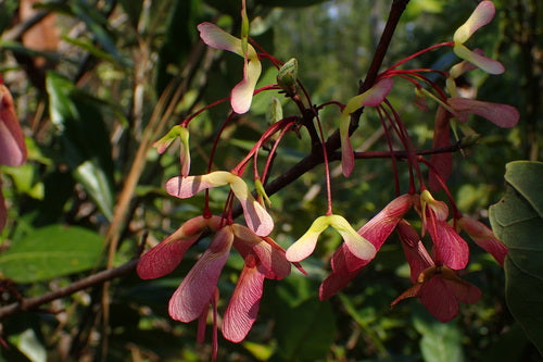 Érable rouge — Bild 3
